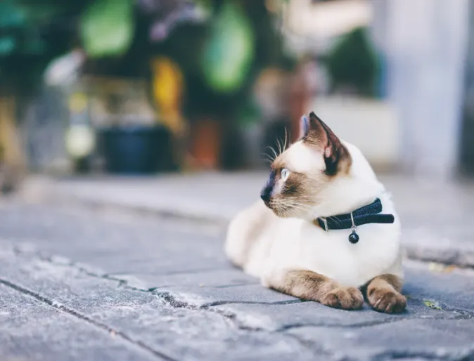 Cat Looking to the Left Laying Outside